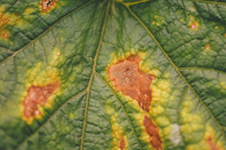 잎의 병징