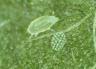 차먼지응애 알과 유충