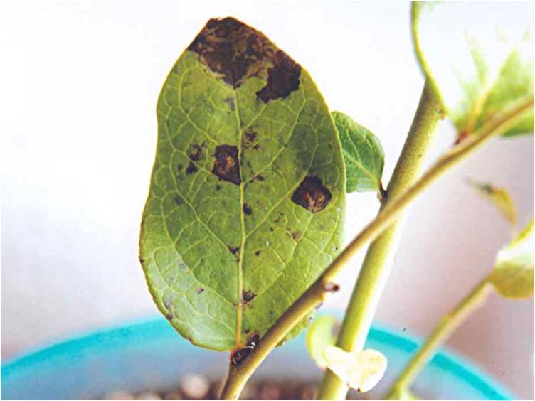 잎의 병징