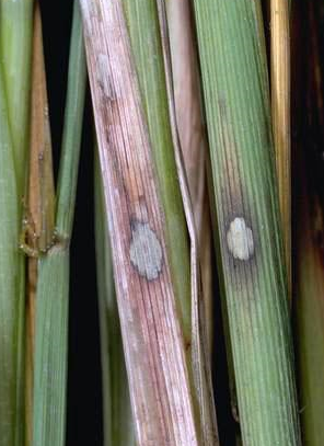 줄기의 병징