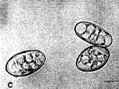 병원균(분생포자)