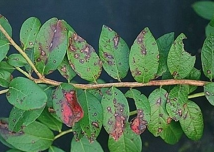 잎의 후기 병징