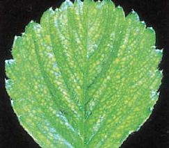 망상형 황화현상