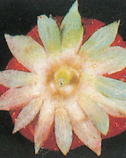 꽃받침 붉게 변함