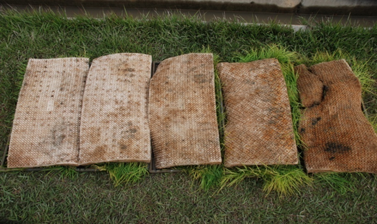 종자 감염비율에 따른 파종 28일 후 모습(추청벼)