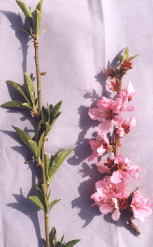 피해 가지와 건전 가지