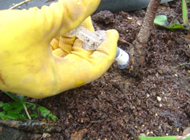   침입구멍 약제주입