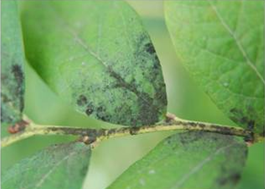 잎과 가지의 병징