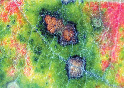 만성형 병반부 모양