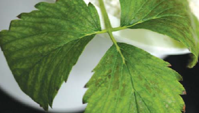 (선홍)엽맥 사이 황화되거나 검은색