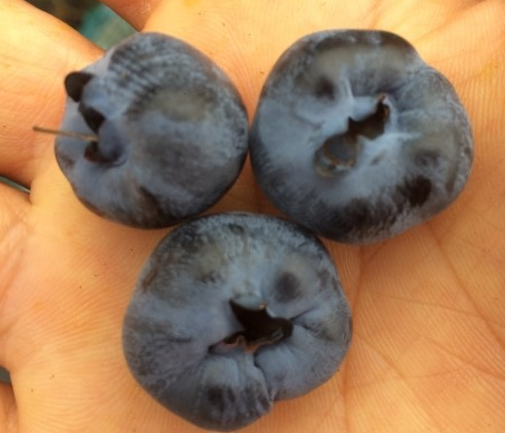 흡즙 피해(위축 및 기형과)