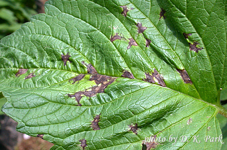 잎의 피해 증상