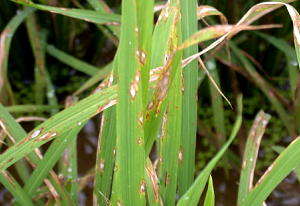 잎도열병(만성형)