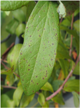 잎의 초기 병징