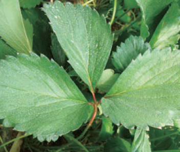 잎 중앙의 엽맥이 붉게 변함
