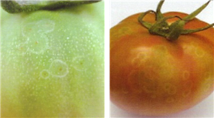 얼룩 증상 산란 피해