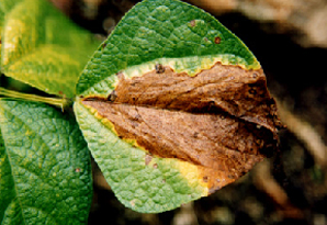 잎의 병징