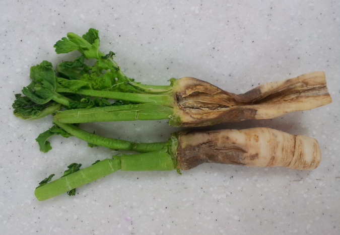 뿌리 터짐 및 코르크화