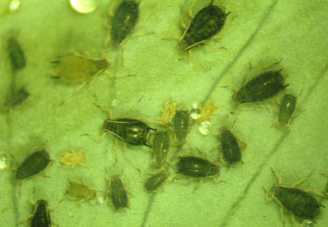 성충과 약충(몸색이 다양함)