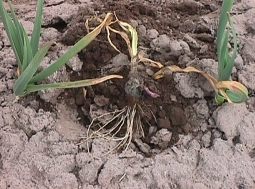 생육 중의 병징