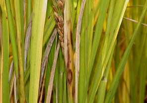 잎집썩음병의 병징