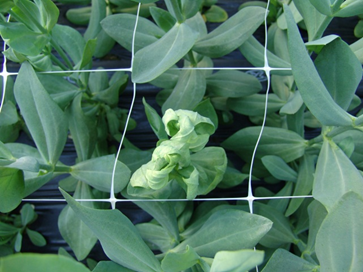 새순의 잎말림 증상 