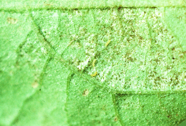 잎 뒷면 피해
