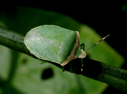 성충 (황색 무늬)