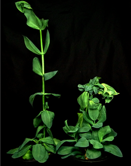 정상주(왼)와 감염주(오)