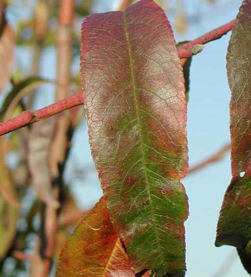 착색 및 잎 표면 가죽 같은 질감 