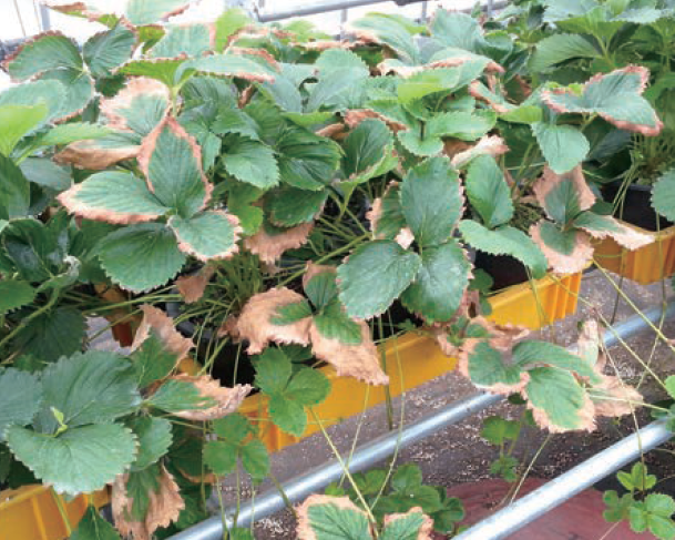 육묘기 지속적인 붕산처리(8월)