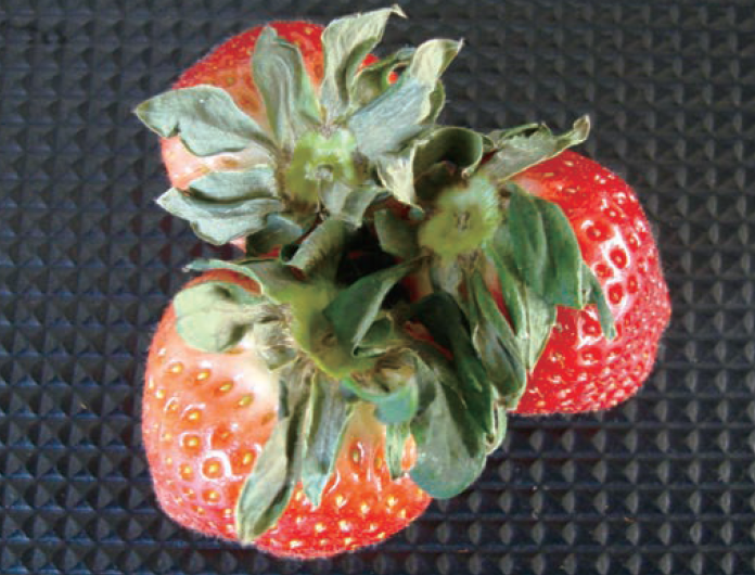 붕소과잉 증상 포장 꽃받침 마름 증상