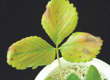 초기 증상(황화 및 가장자리 괴사)