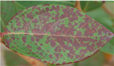 잎과 과실의 병징