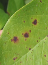 잎의 초기 병징