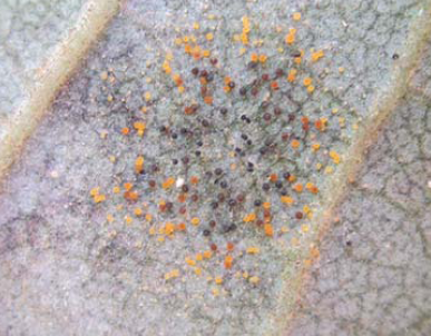 병반 위에 형성된 자낭각