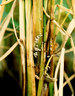 병반 위에 형성된 균핵