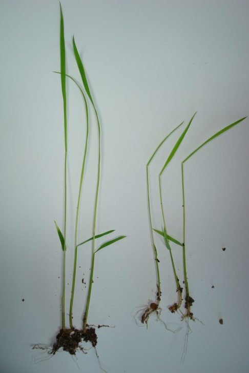 도장묘(좌)와 키다리(우)