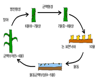 잎집무늬마름병 생활환