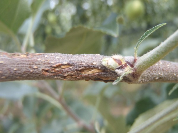 산란 피해 가지