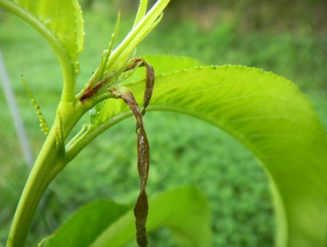  피해 신초 꺾여 말라죽음