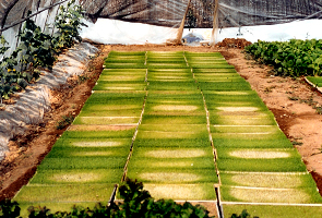 Rhizopus에 의한 모마름병