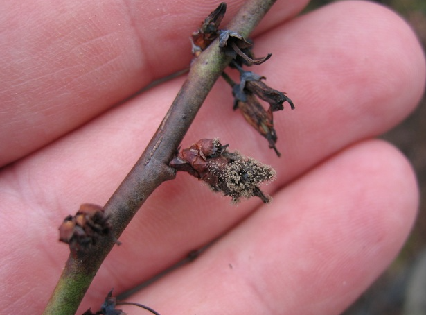 동해 피해 꽃의 감염