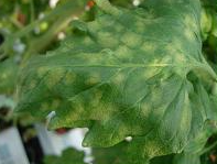 초기 병징(앞면)