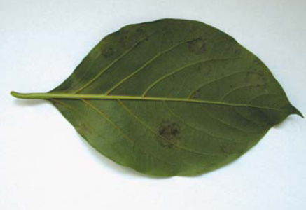 봄철 발병 증상