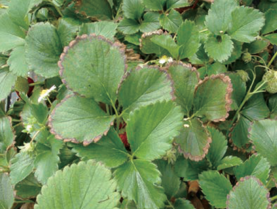 붕소 과잉 잎 테두리 갈변(3월)