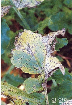 잎의 병징