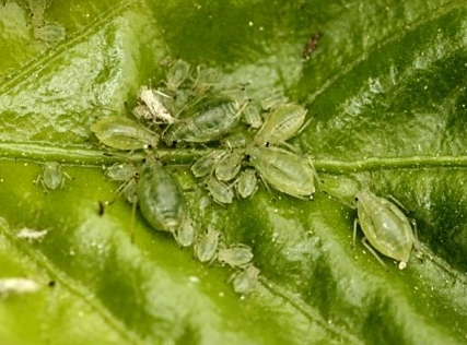 무시충(담녹색형)