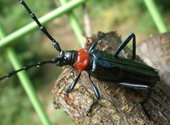 벚나무사향하늘소