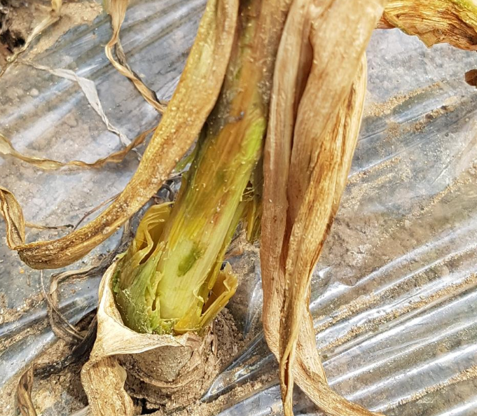 잎집 부위 증상